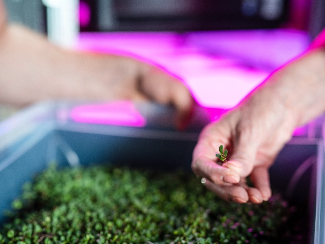 Hand harvesting greens out of a horticulture cabinet
