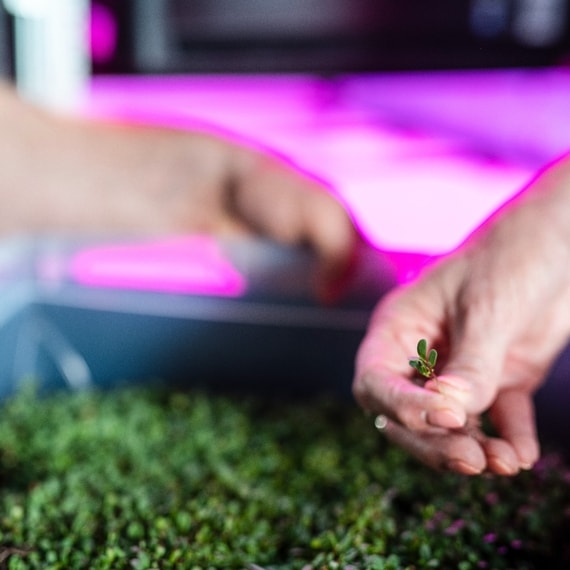 Hand harvesting greens out of a horticulture cabinet
