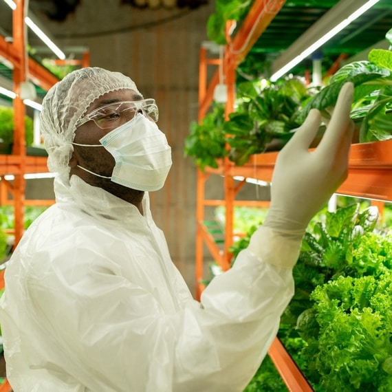 farmer inspecting lettuce grown indoors en