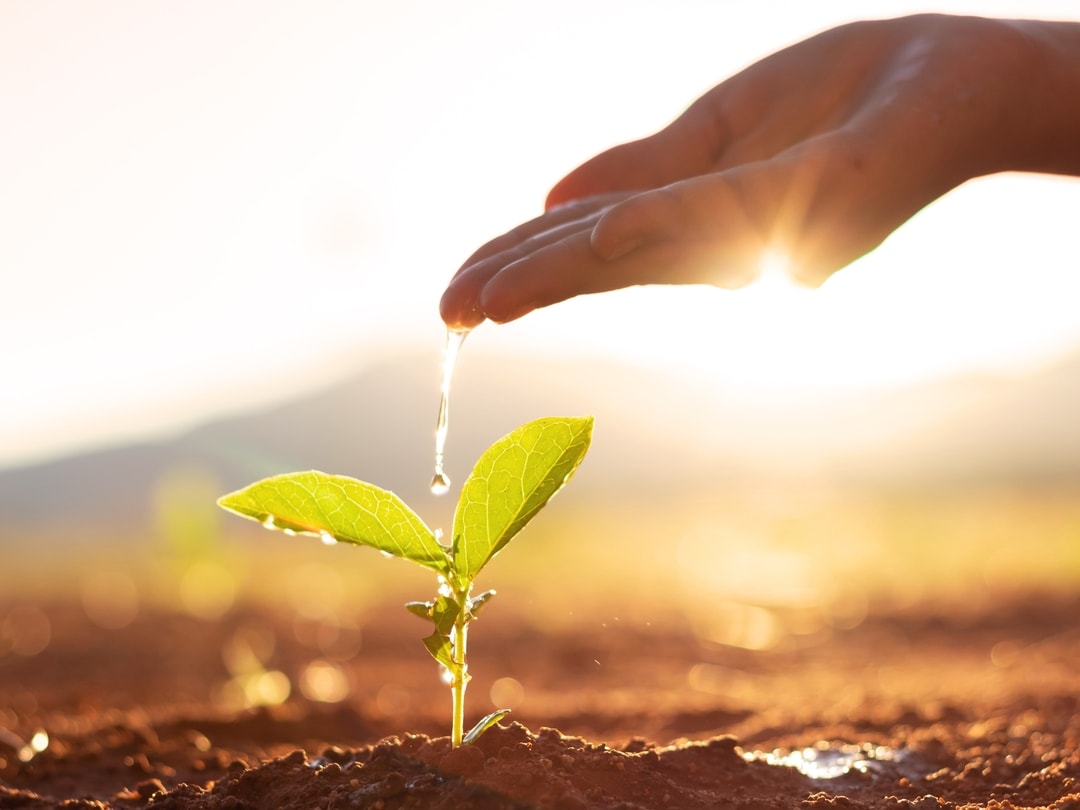 Hand dropping water on sapling
