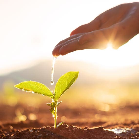 Hand dropping water on sapling